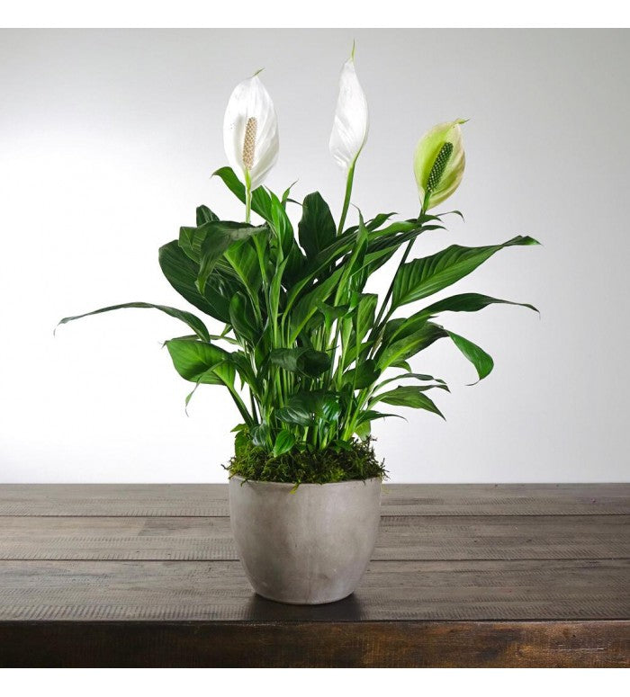 peace lily arum Peace Lily