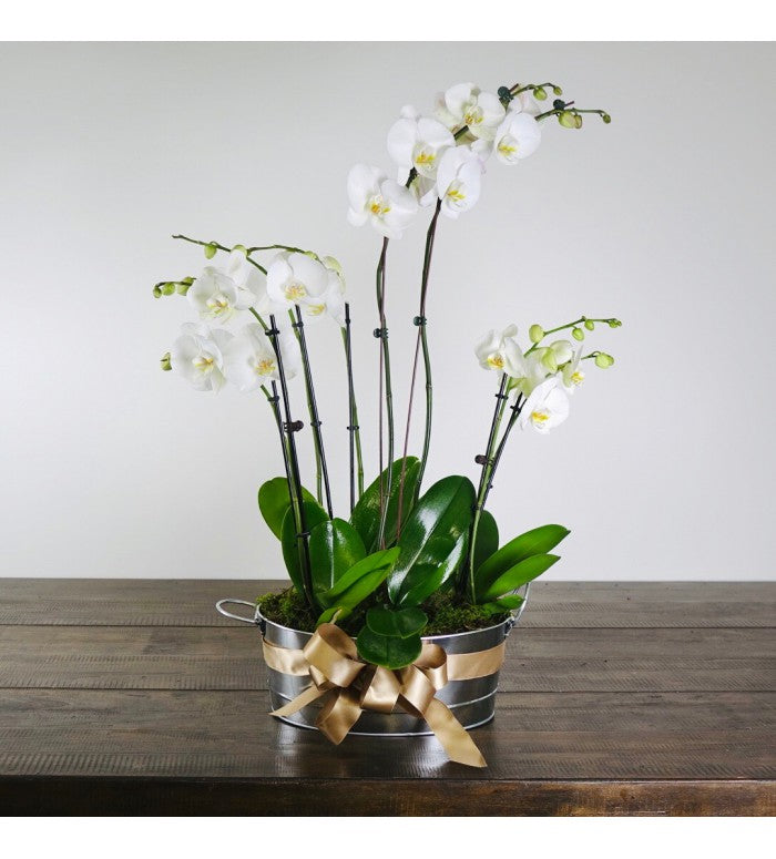 Deluxe White Orchid Planter
