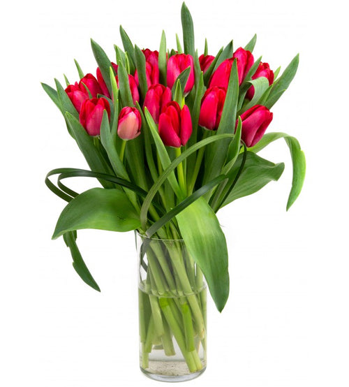 Red Dutch Tulip Vasa