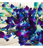 Blue Dendorbium Orchid Vase