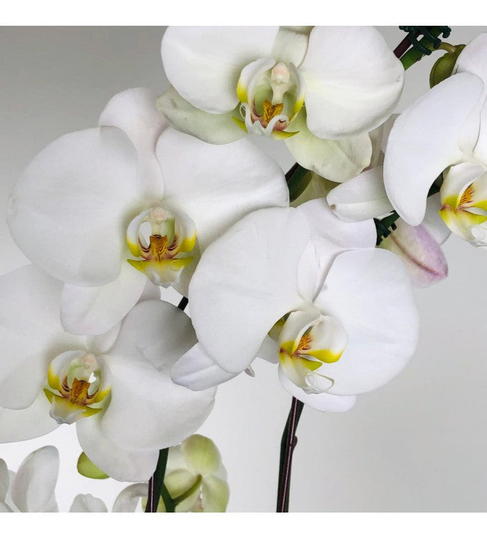 Deluxe White Orchid Planter