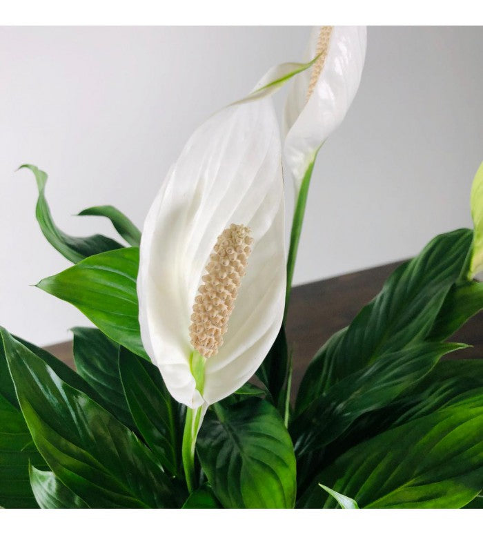 peace lily wholesale Peace Lily