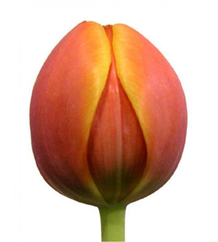 Orange Tulip Bunch