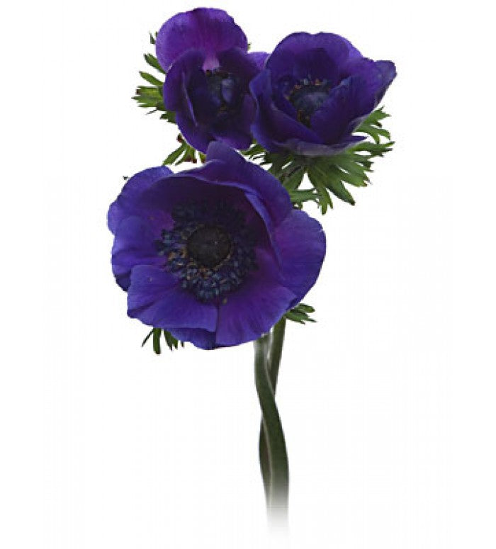 Anemones