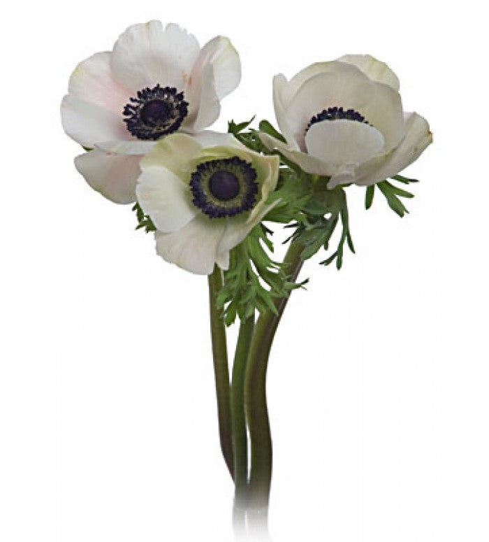 Anemones