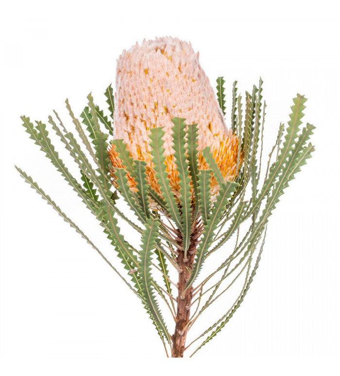 Banksia Bunch