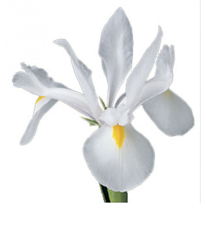 White Iris Bunch