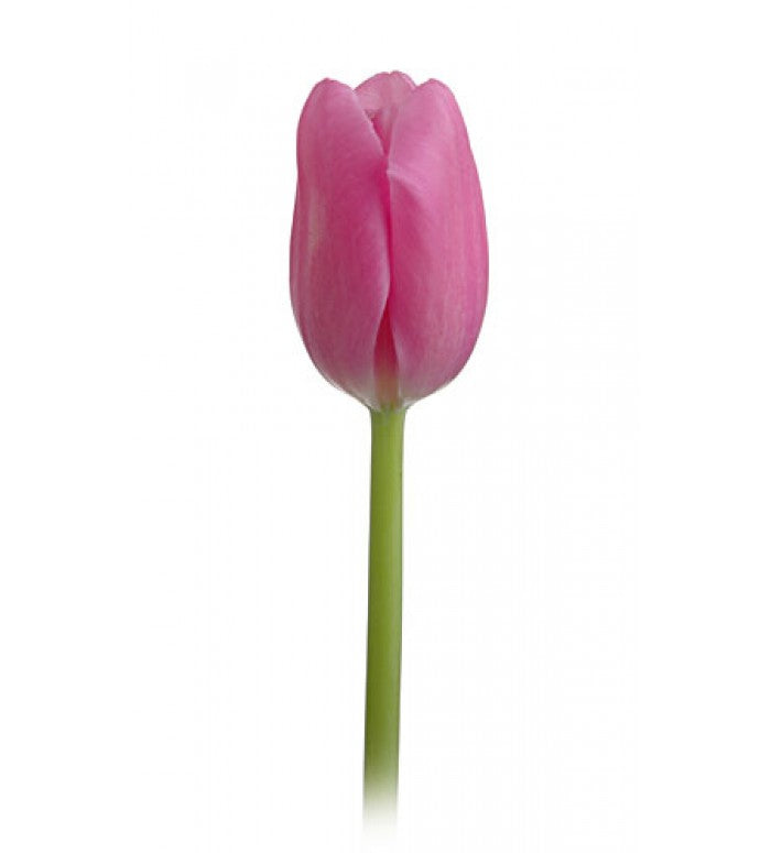 Pink Tulip Bunch