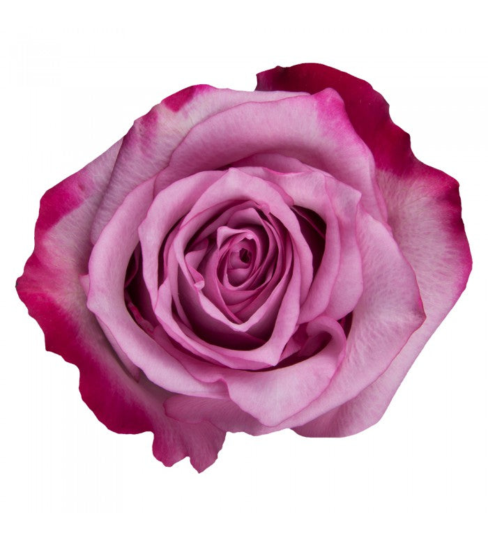 Purple and Pink Bulk Rose Petals