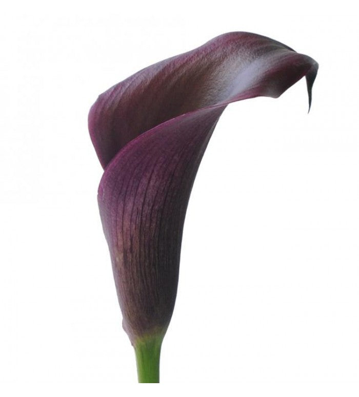 mini calla lily plant Deep Purple Mini Calla Lilies