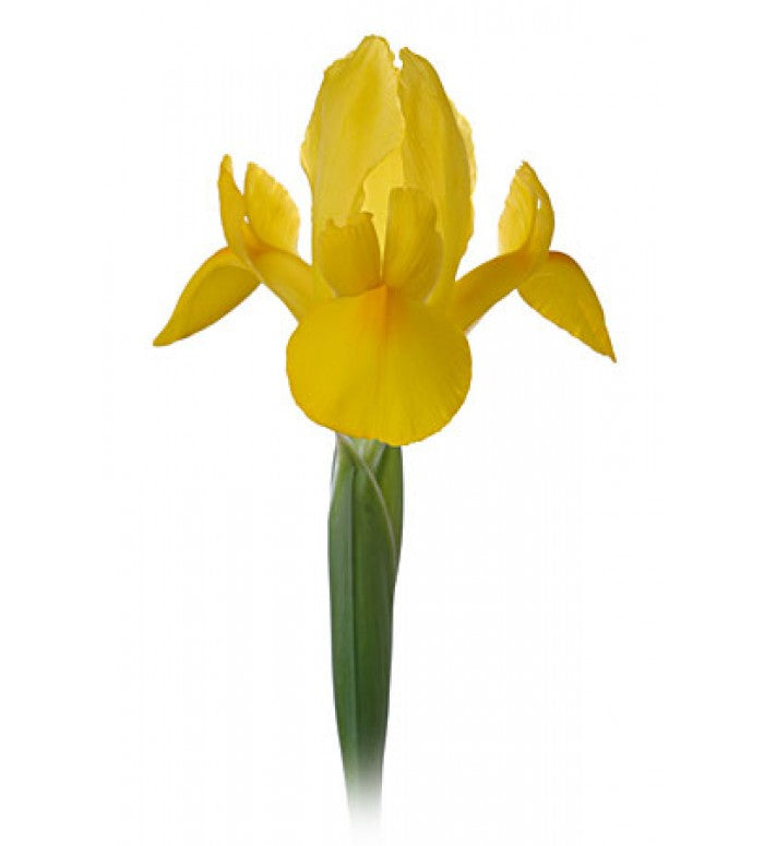 Yellow Iris Bunch