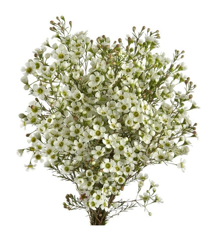 wax flower seeds for sale White Wax Flower