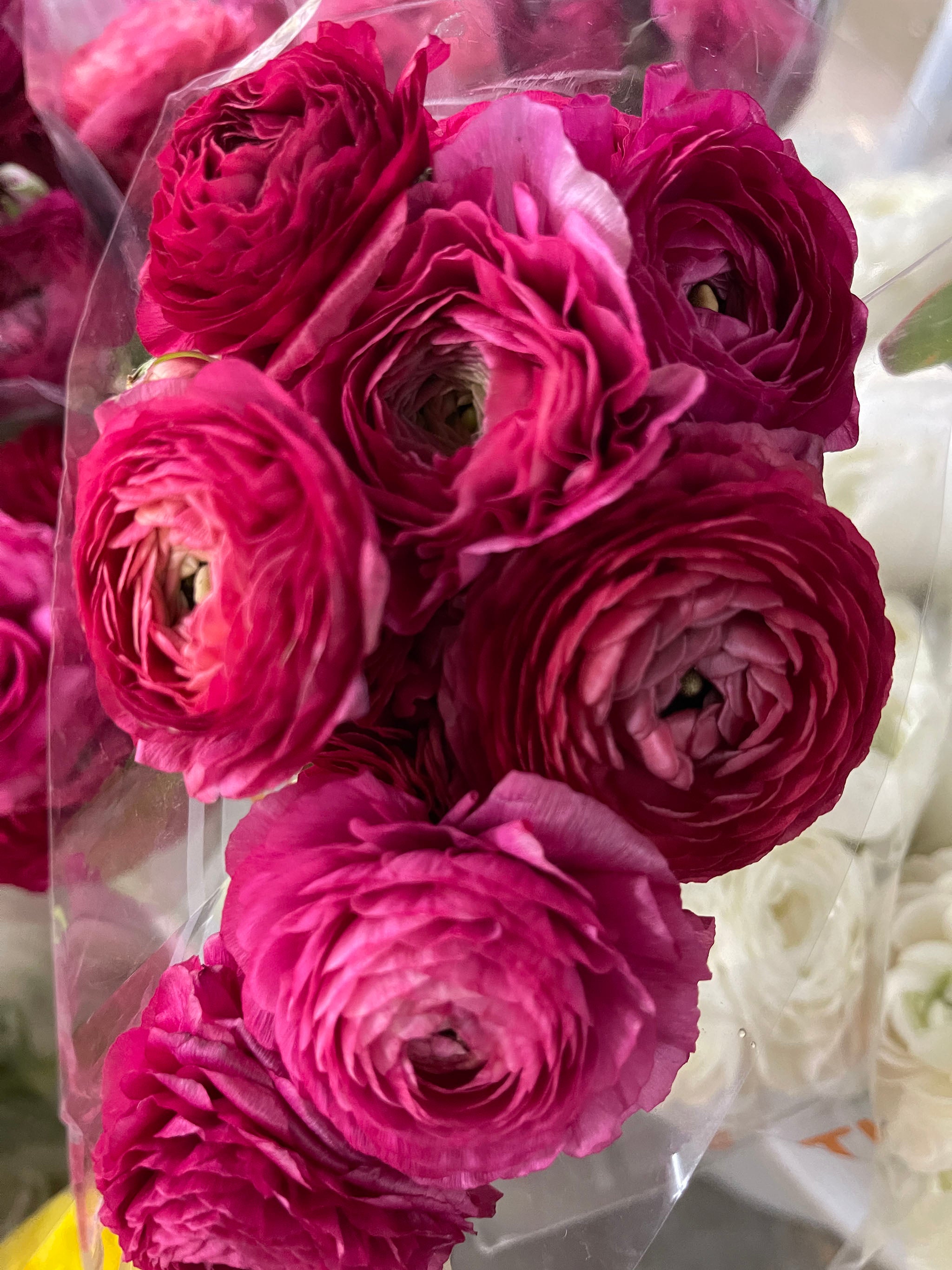 Pink Ranunculus