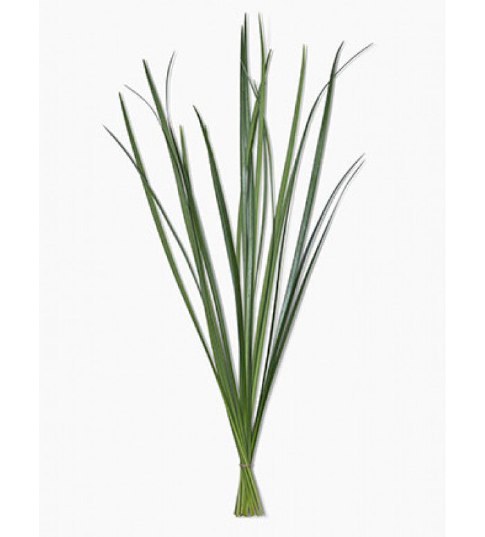 lily grass flower Lily Grass