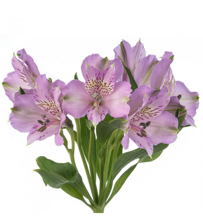 lavender alstroemeria flower Lavender/Purple Alstromeria