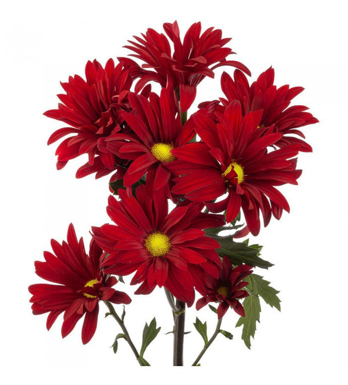 Red Daisy Bunch