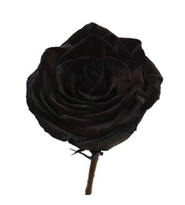 Tinted Black Roses