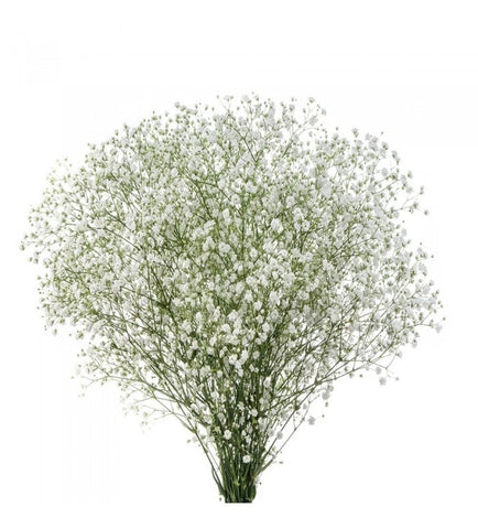 Wholesale Flowers, White Golan Gypsophila (Baby's Breath)