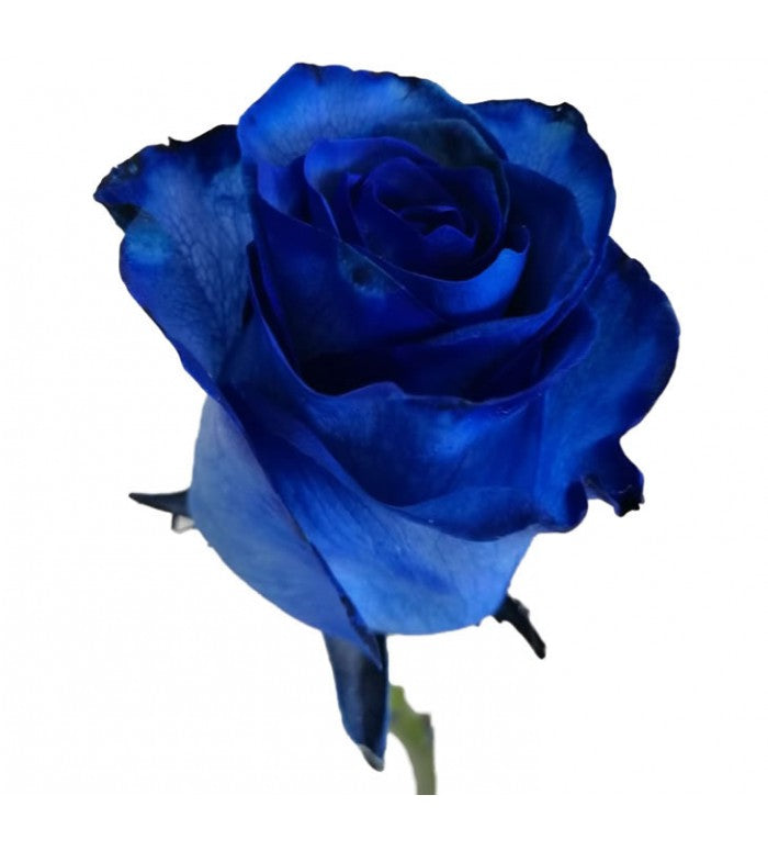Tinted Blue Rose Bunch