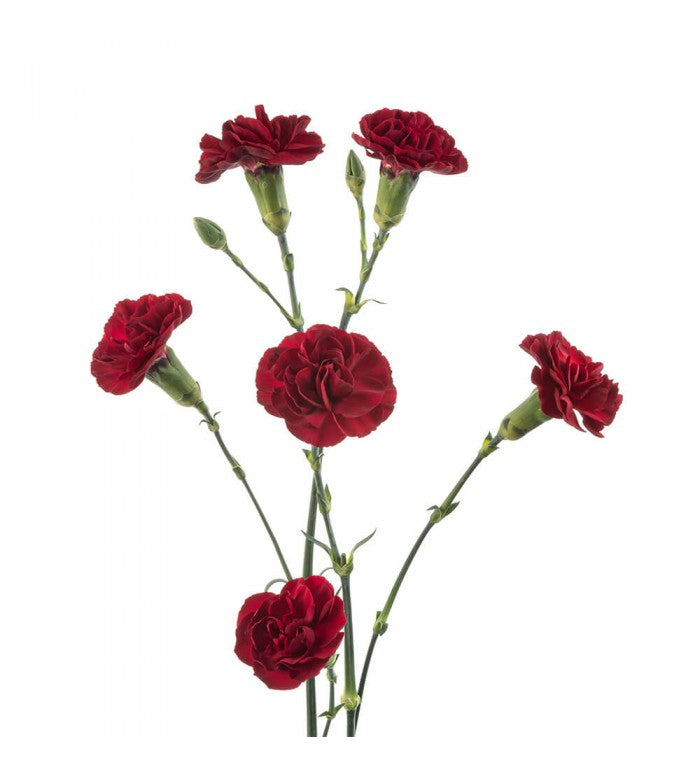 Burgundy Mini Carnations Bunch