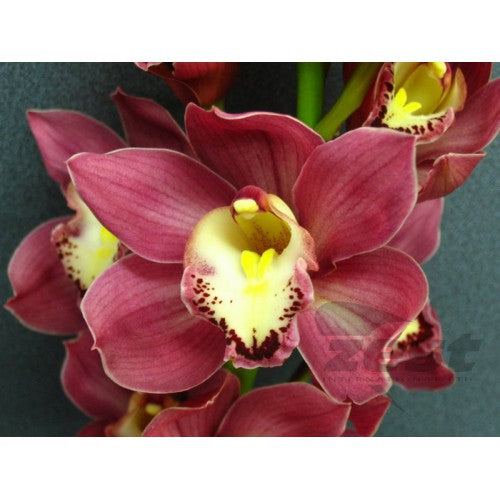 Burgundy Cymbidium Orchid Stem