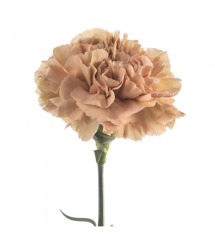 Caramel Carnation Bunch – Carlsbad Florist, San Diego Wholesale Flowers