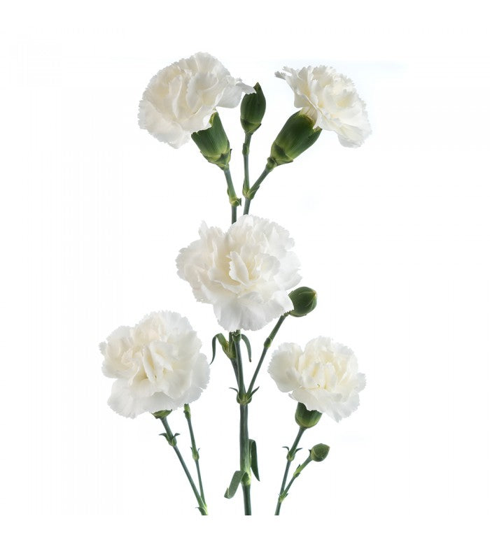Mini Carnations Bicolor White/Red – Eblooms Farm Direct Inc.
