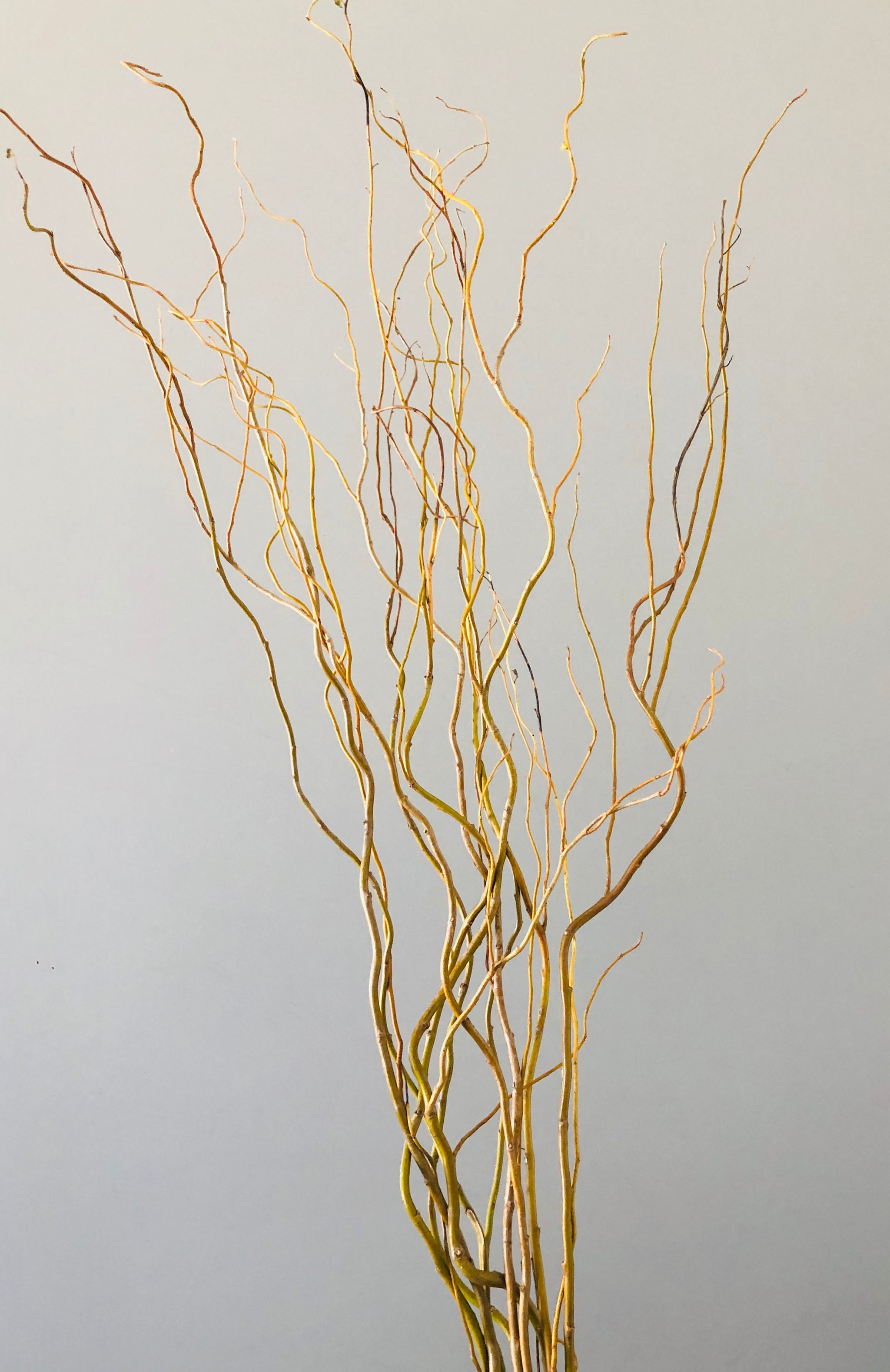 Kalalou Bleached Willow Branches - Set Of 6 - Natural – Modish Store