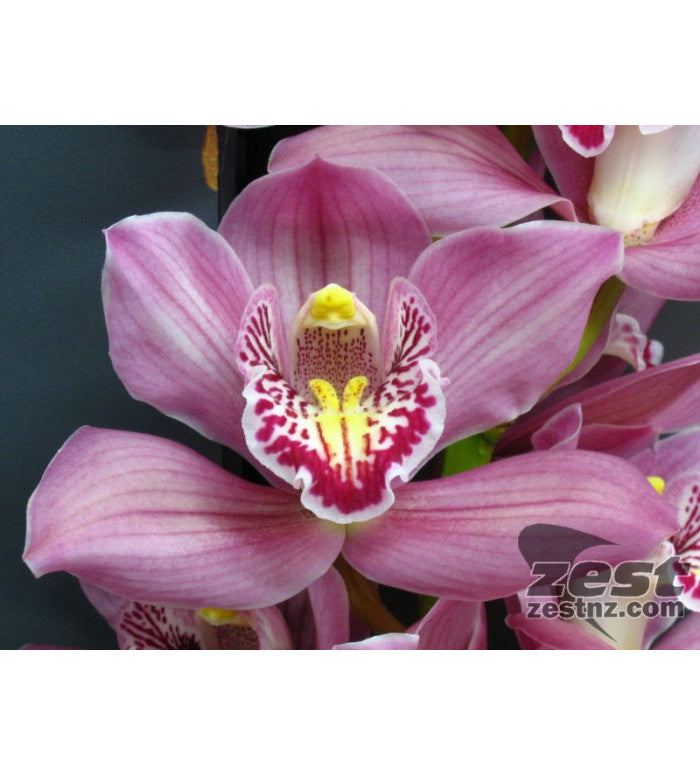 Pink Cymbidium Orchid Stem