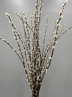 Pussy Willow Branches