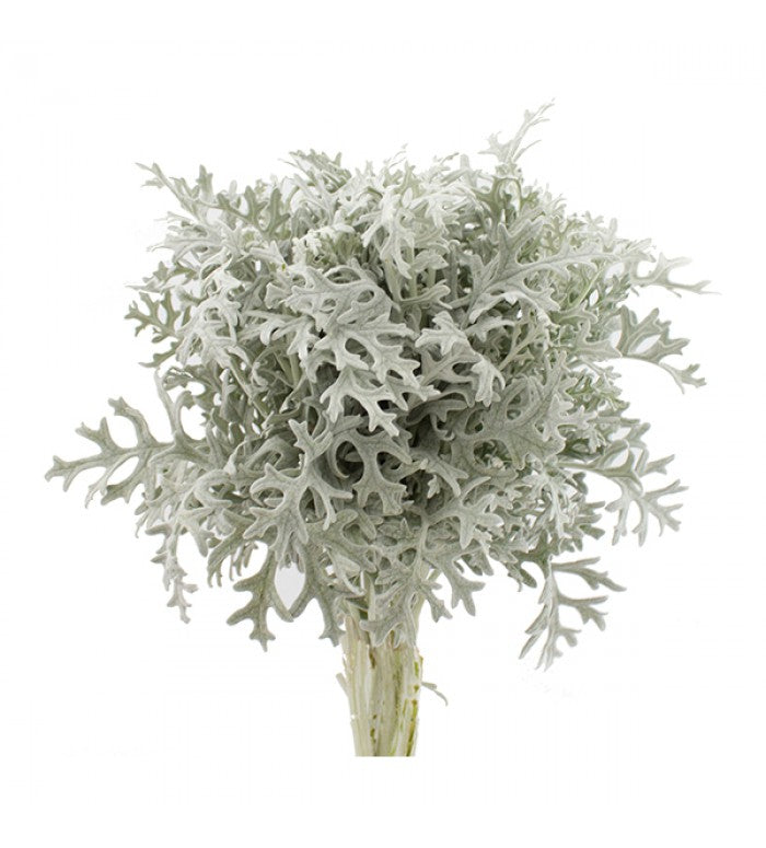 Laced Dusty Miller