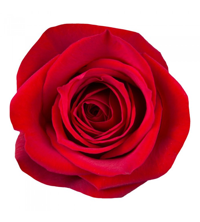 25 Bunch Roses Red Rose 25 Stem Bulk Bunch