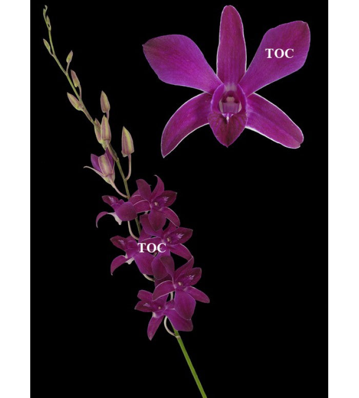 Fuchsia Dendrobium Orchid Bunch
