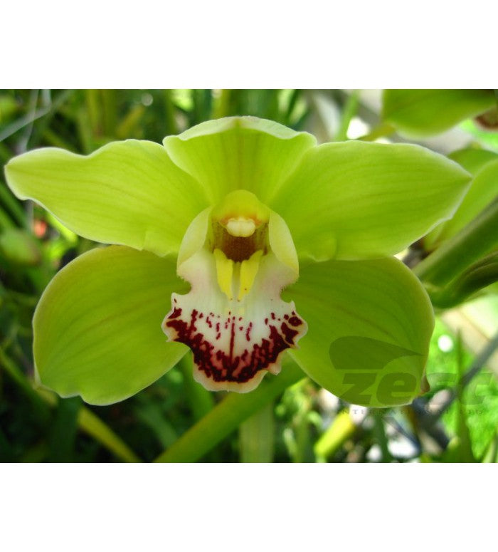 Green Cymbidium Orchid Stem