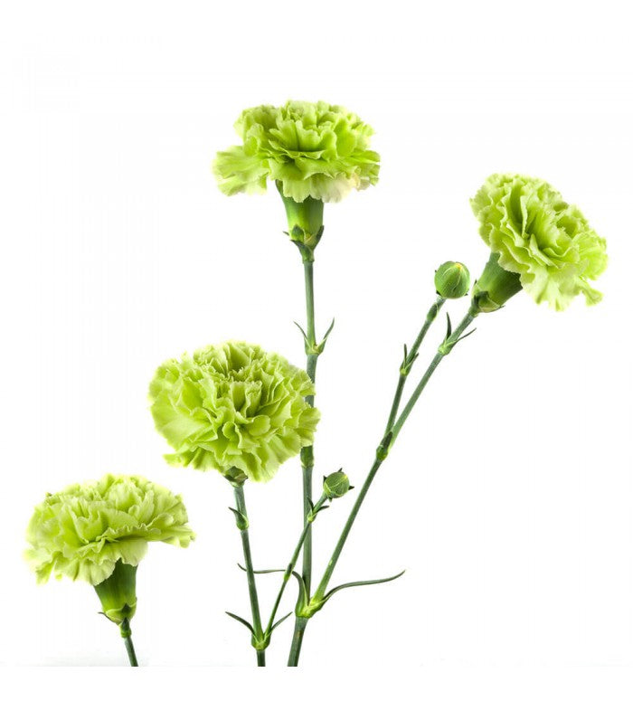 Green Mini Carnations Bunch