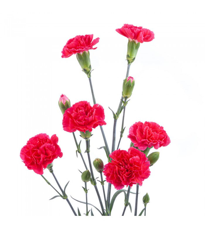Hot Pink Mini Carnations Bunch