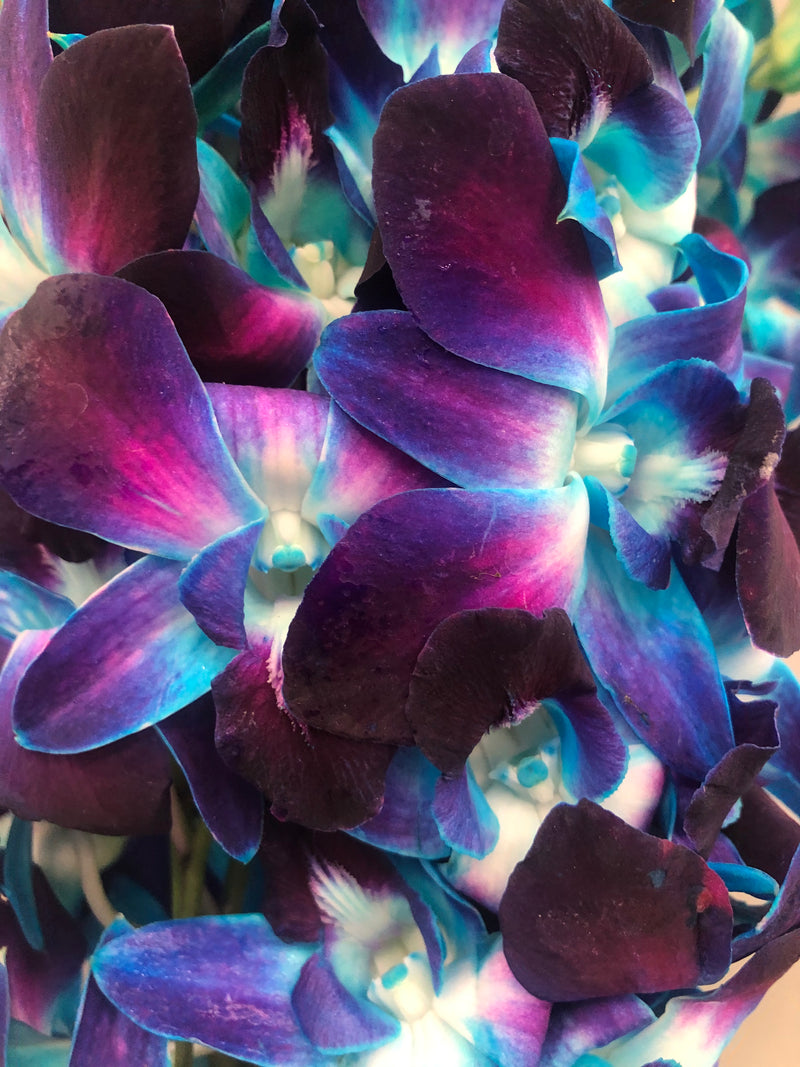 Blue Dyed Bombay Dendrobium Orchid Bunch