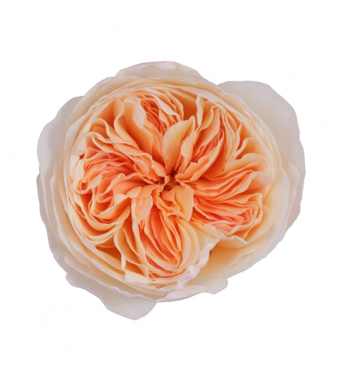 Juliet David Austin Garden Roses – Carlsbad Florist