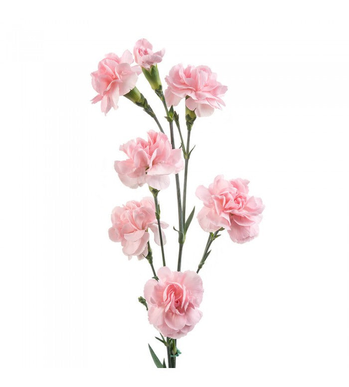 Light Pink Mini Carnations Bunch