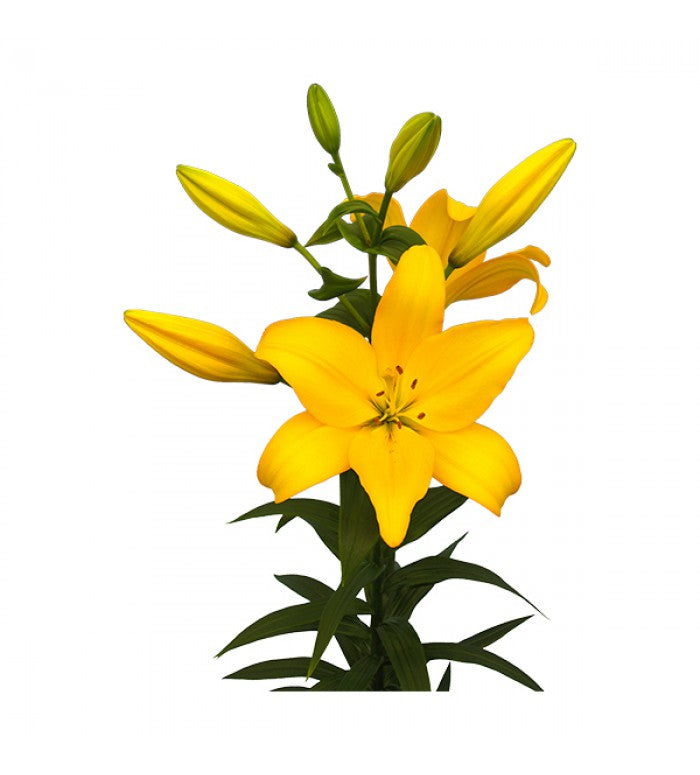 Yellow LA Hybrid Lilys