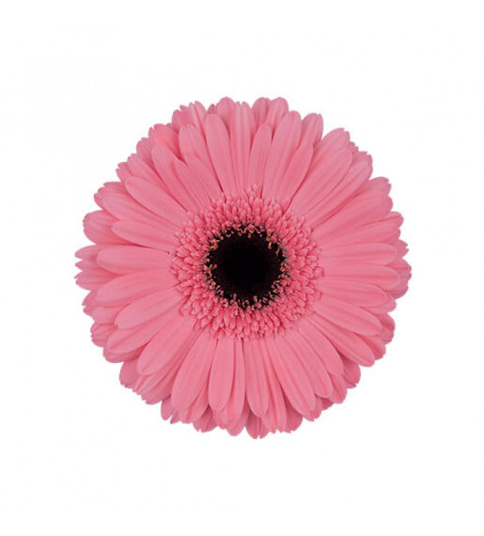 Light Pink Dark Center Gerbera Bunch