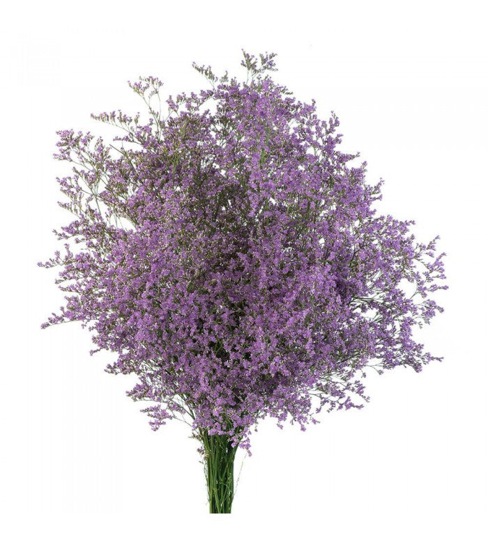 lavender mist flower Lavender Misty Limonium