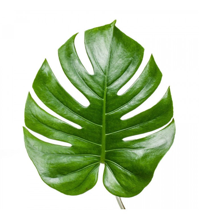 monstera plant san diego Small Monstera Bunch