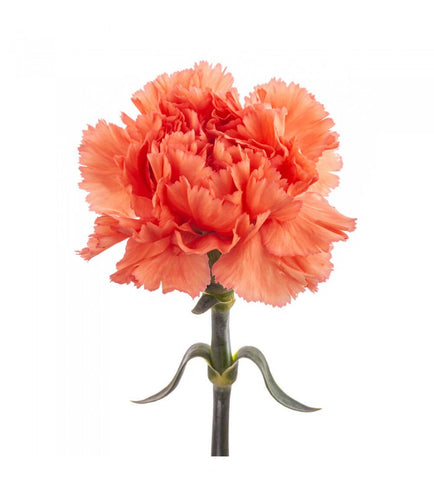 Orange Carnation Bunch