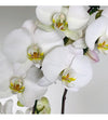 White Phalaenopsis Double Stem Orchid
