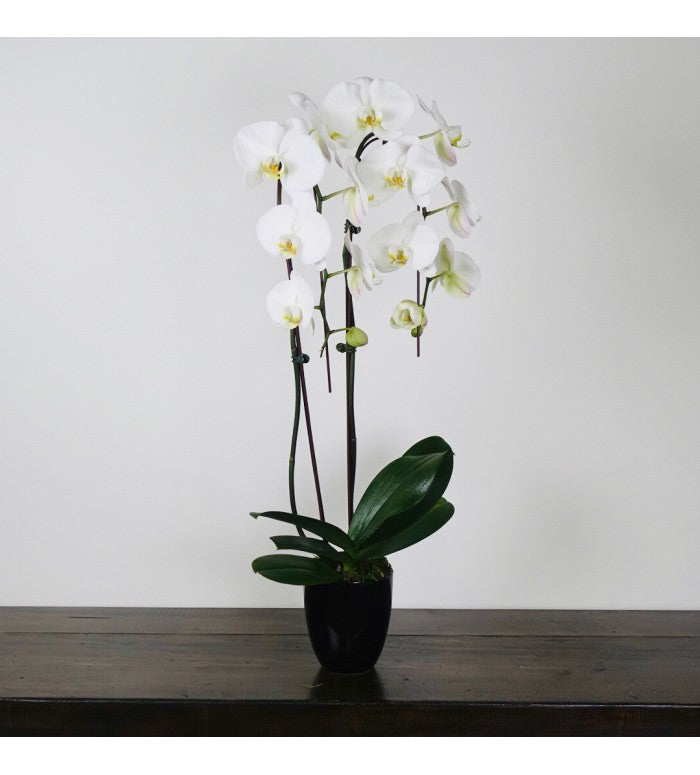 White Phalaenopsis Double Stem Orchid