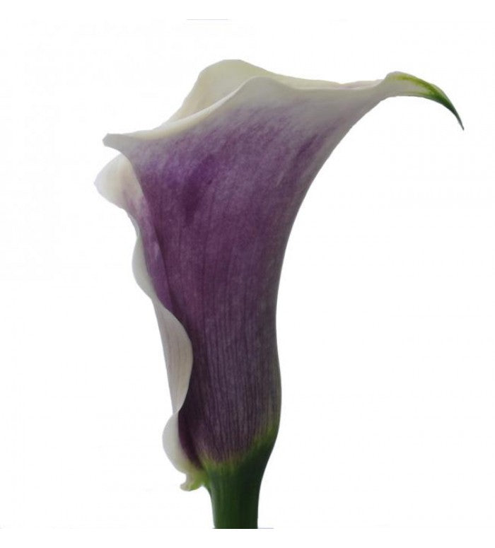 picasso calla lily plant Picasso Mini Calla Lilies Picasso / 100 Stems