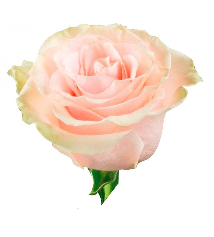 Hot Pink Carnation Bunch – Carlsbad Florist, San Diego Wholesale Flowers