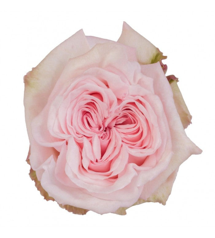 Pink Ohara Roses