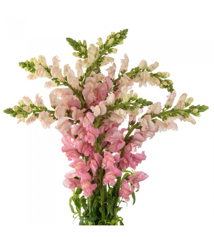 Pink Snapdragon Bunch